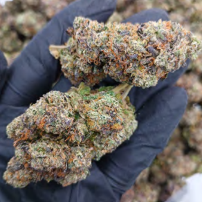 Black Cherry Gelato (Exotic🔥)