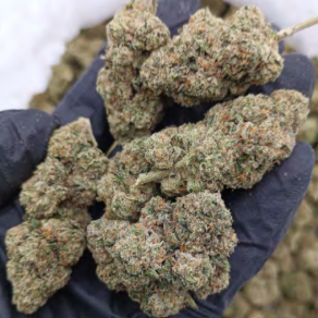 OG Kush (Exotic🔥)
