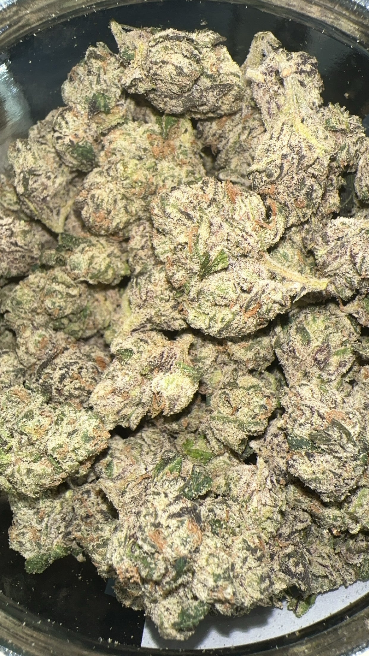 Rainbow Candy (Exotic)