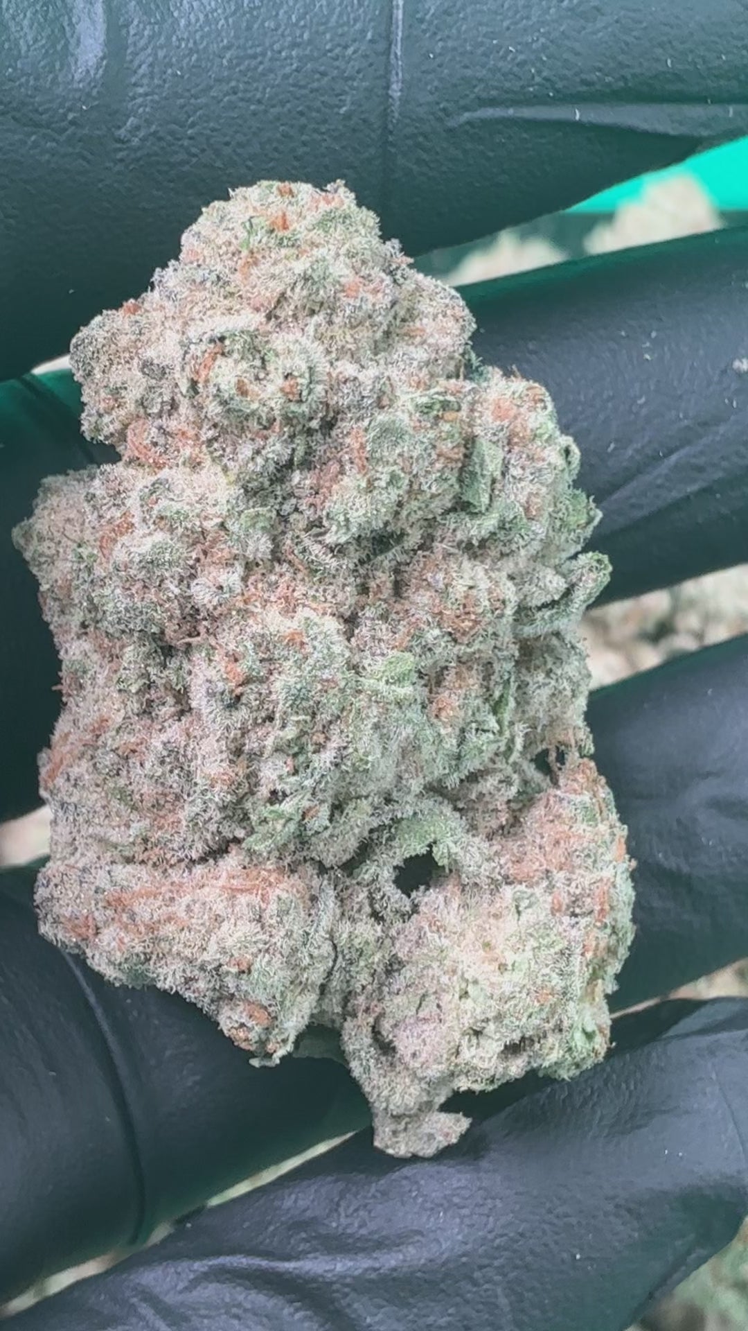 Bacio Gelato (Exotic)