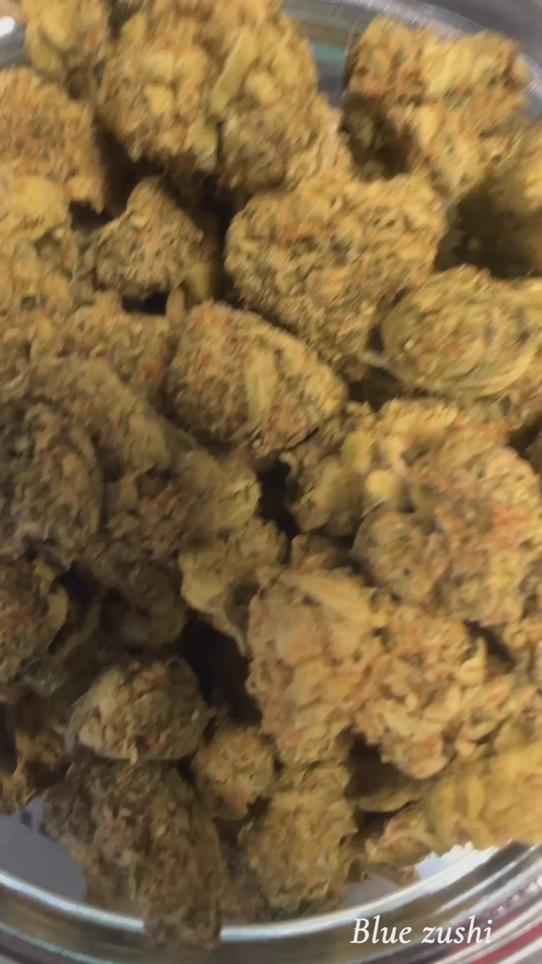 Blue Zushi (Exotic+)