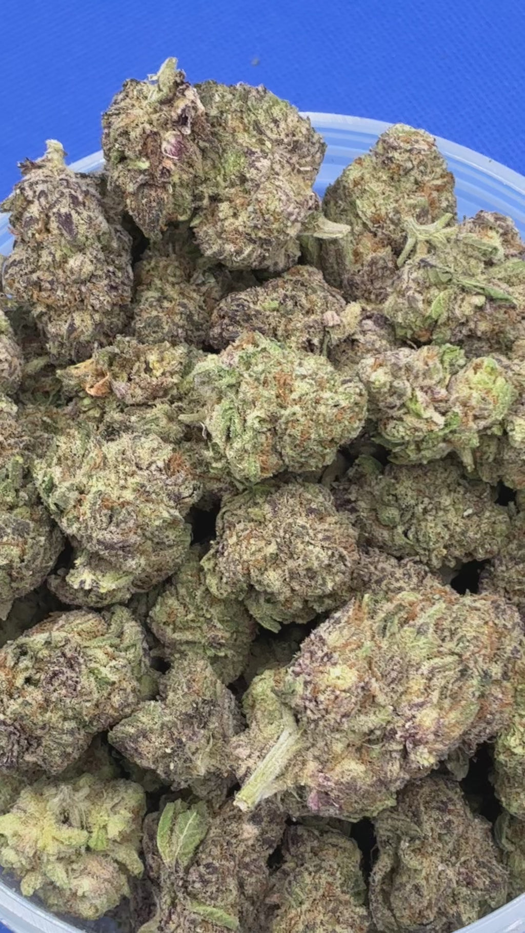 Orange Citrus (Exotic+)