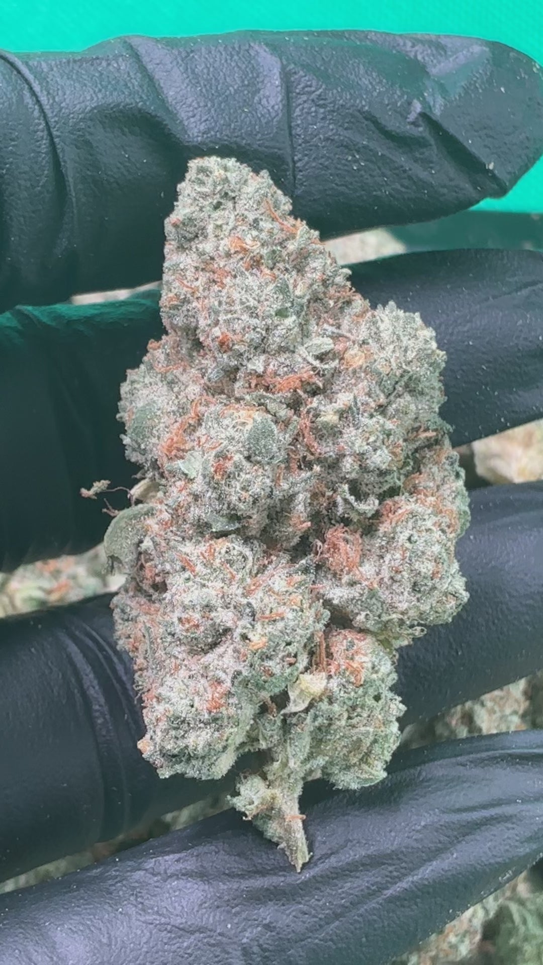 Banana Zkittles (Exotic)