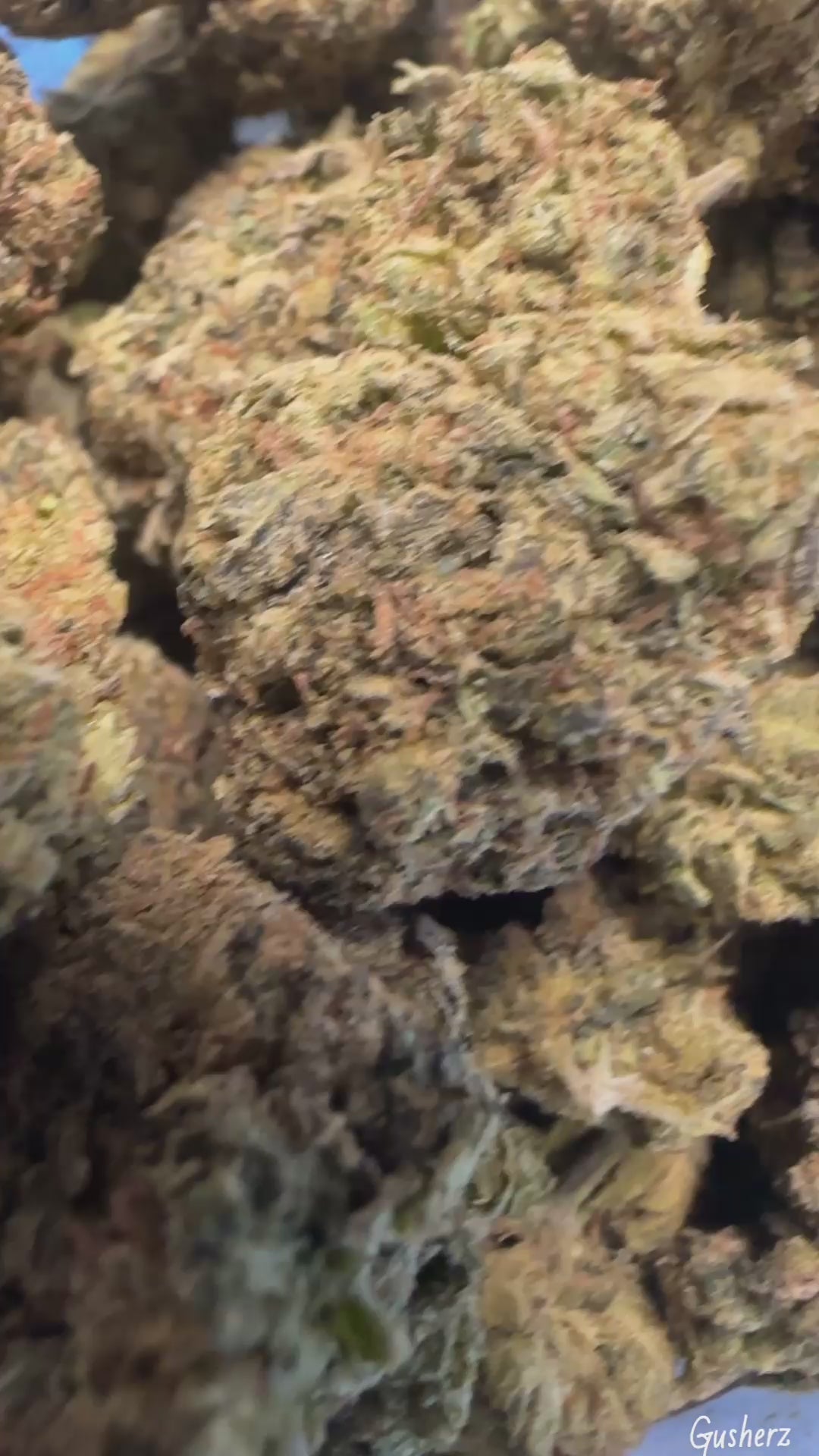 Gusherz (Exotic)
