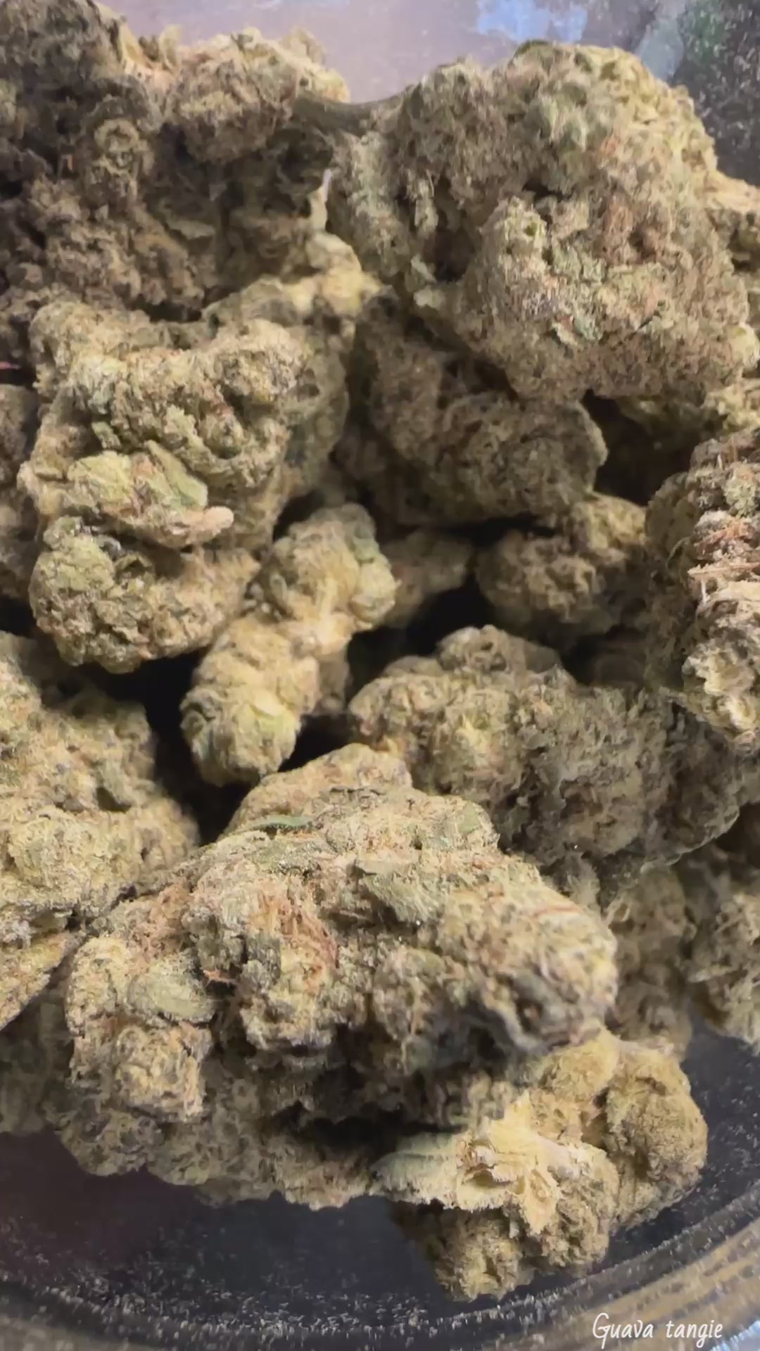Guava Tangie (Exotic)