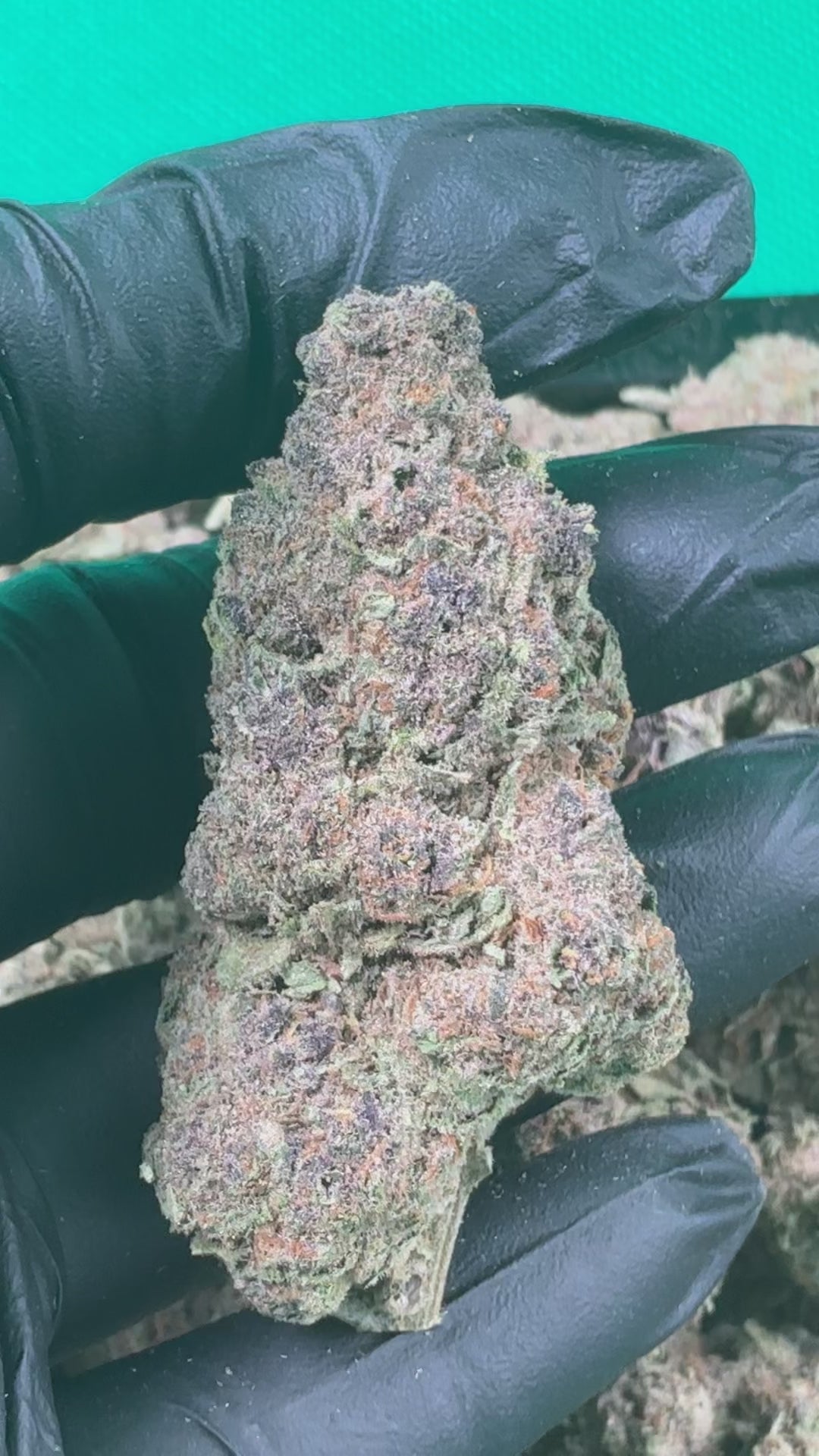 Jungle Soda (Exotic)