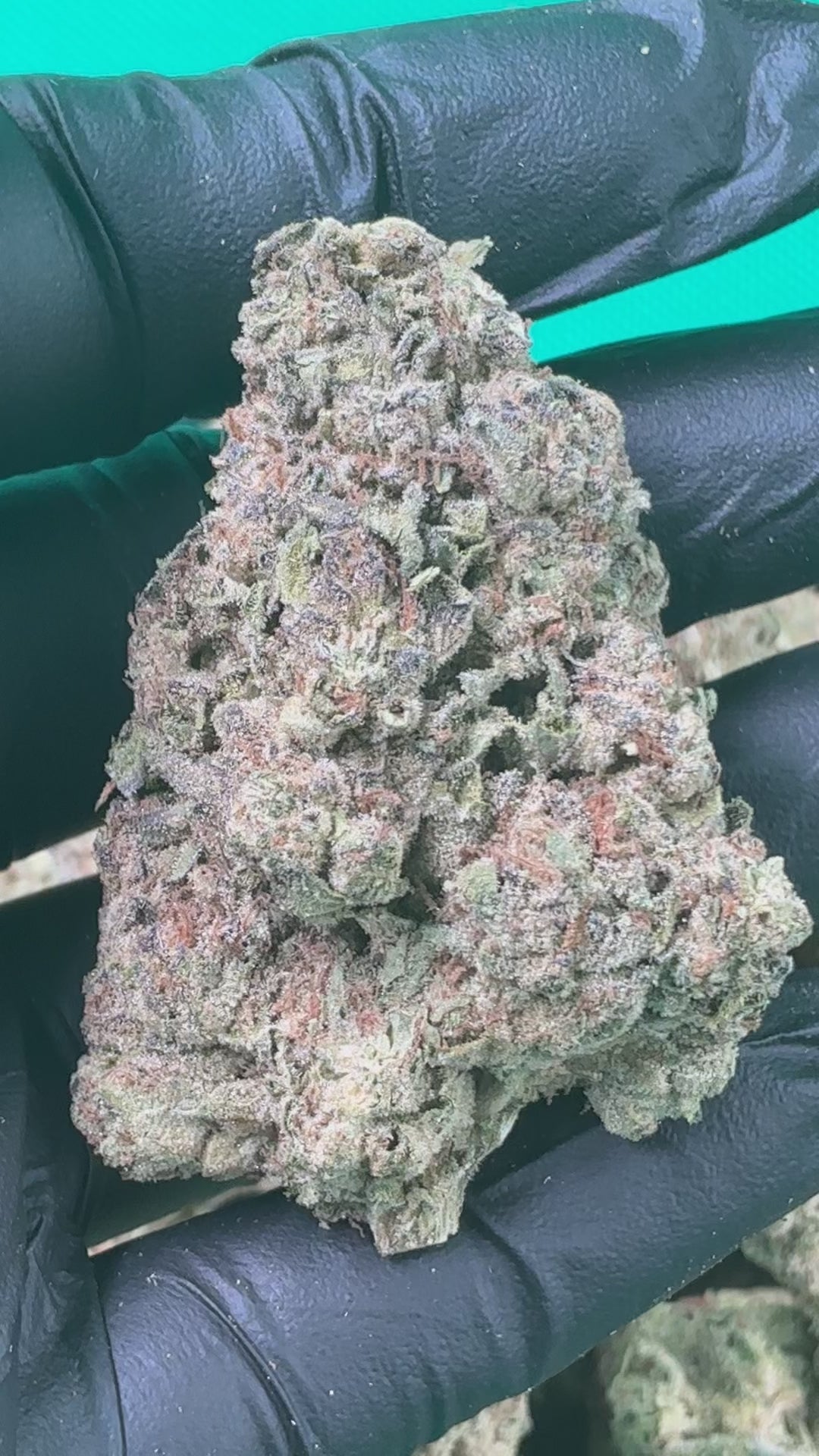 Apple Fritter (Exotic)