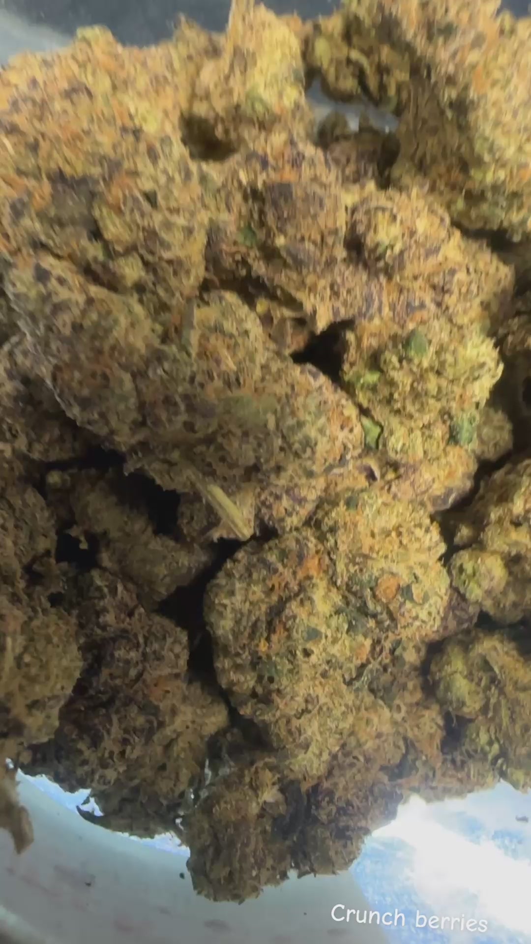 Crunch Berries (Exotic)