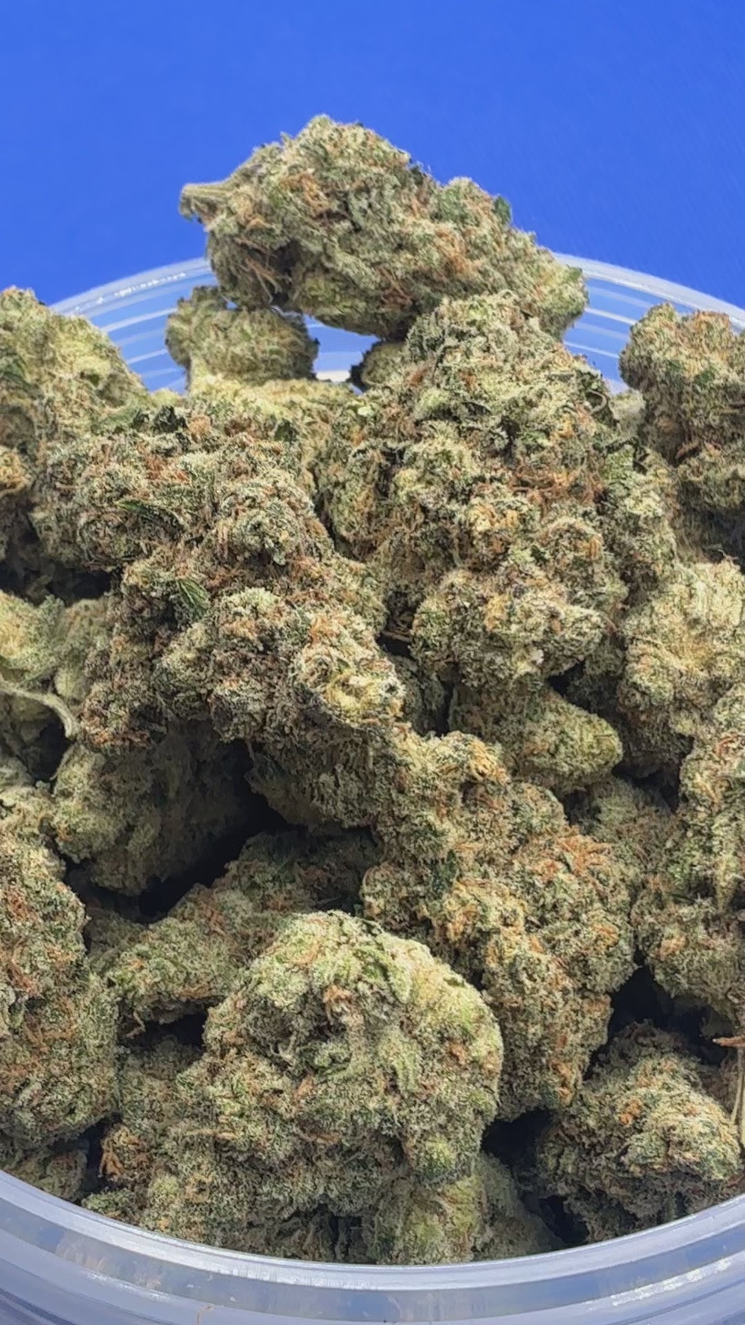 Pineapple Treat (Exotic)