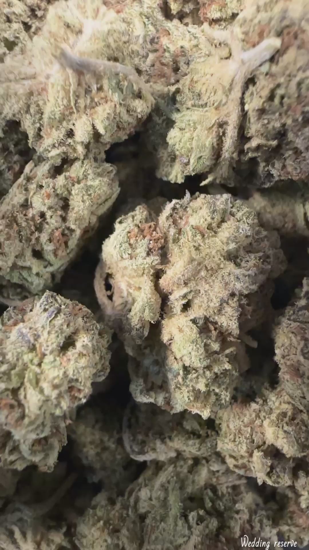 Wedding Reserve (Exotic+🔥)