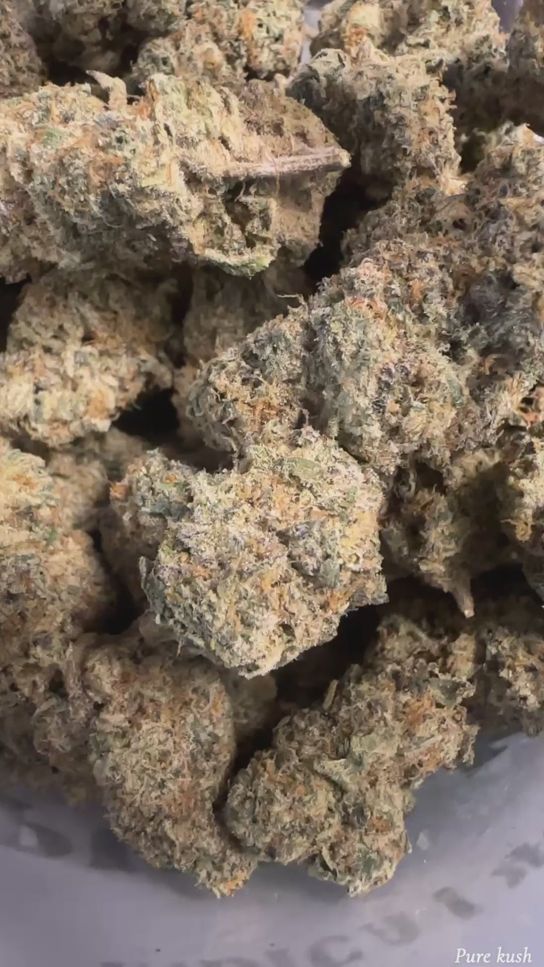 Pure Kush (Exotic🔥)