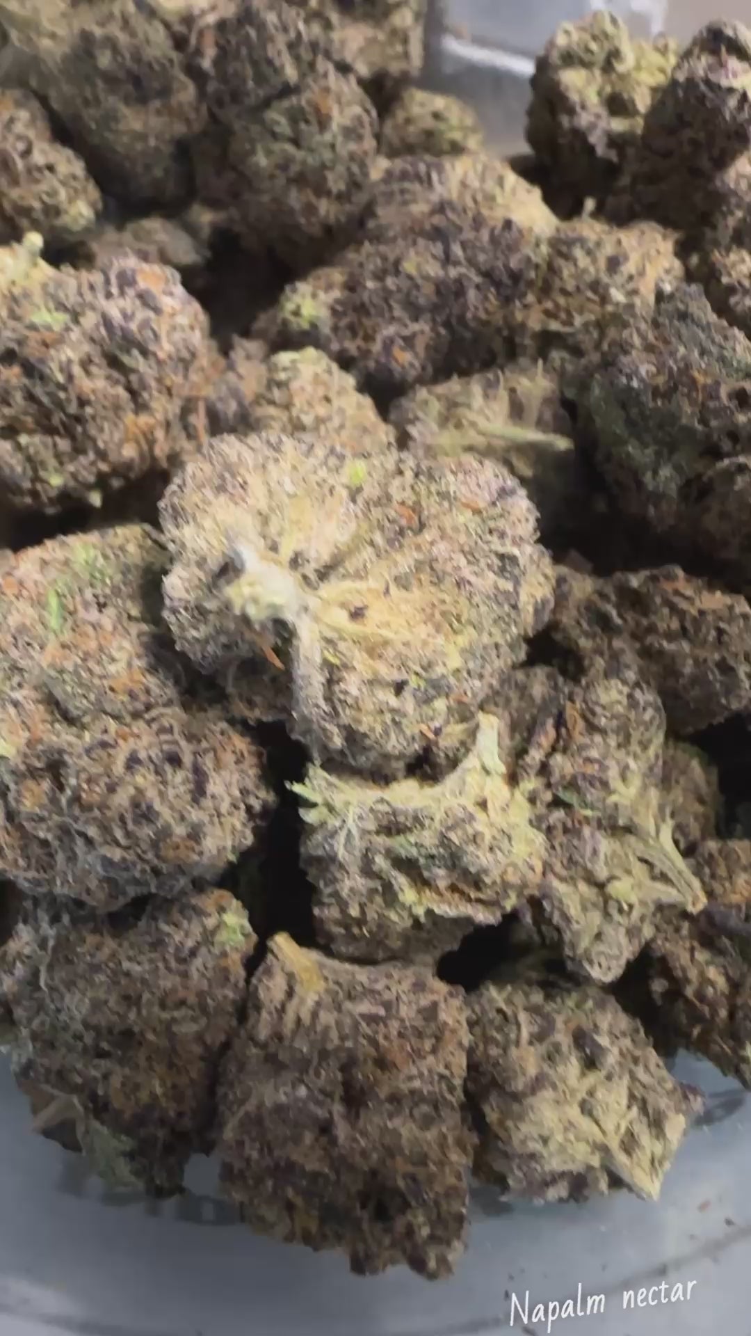 Napalm Nectar (Exotic🔥)