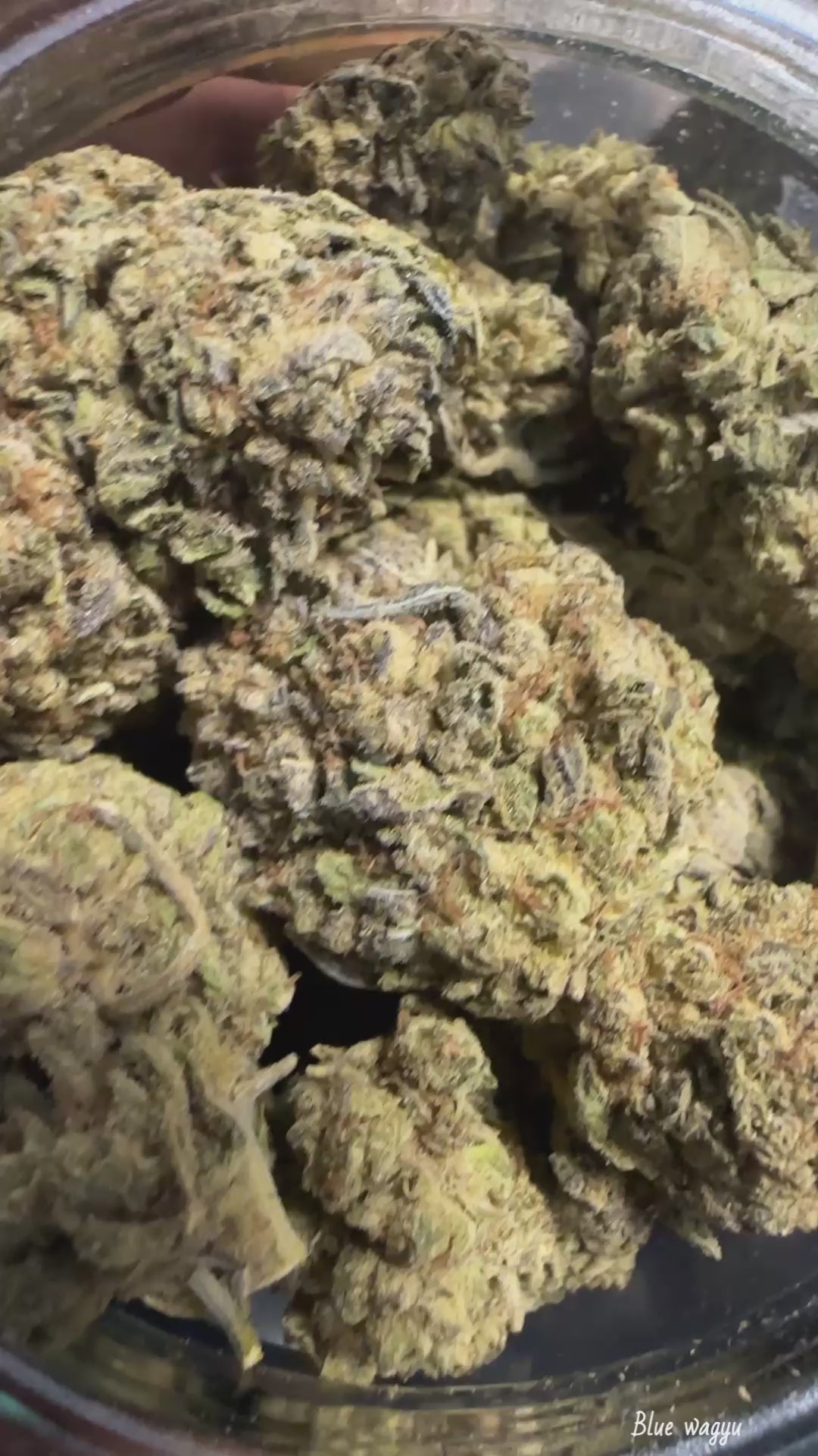 Blue Wagyu (Exotic)