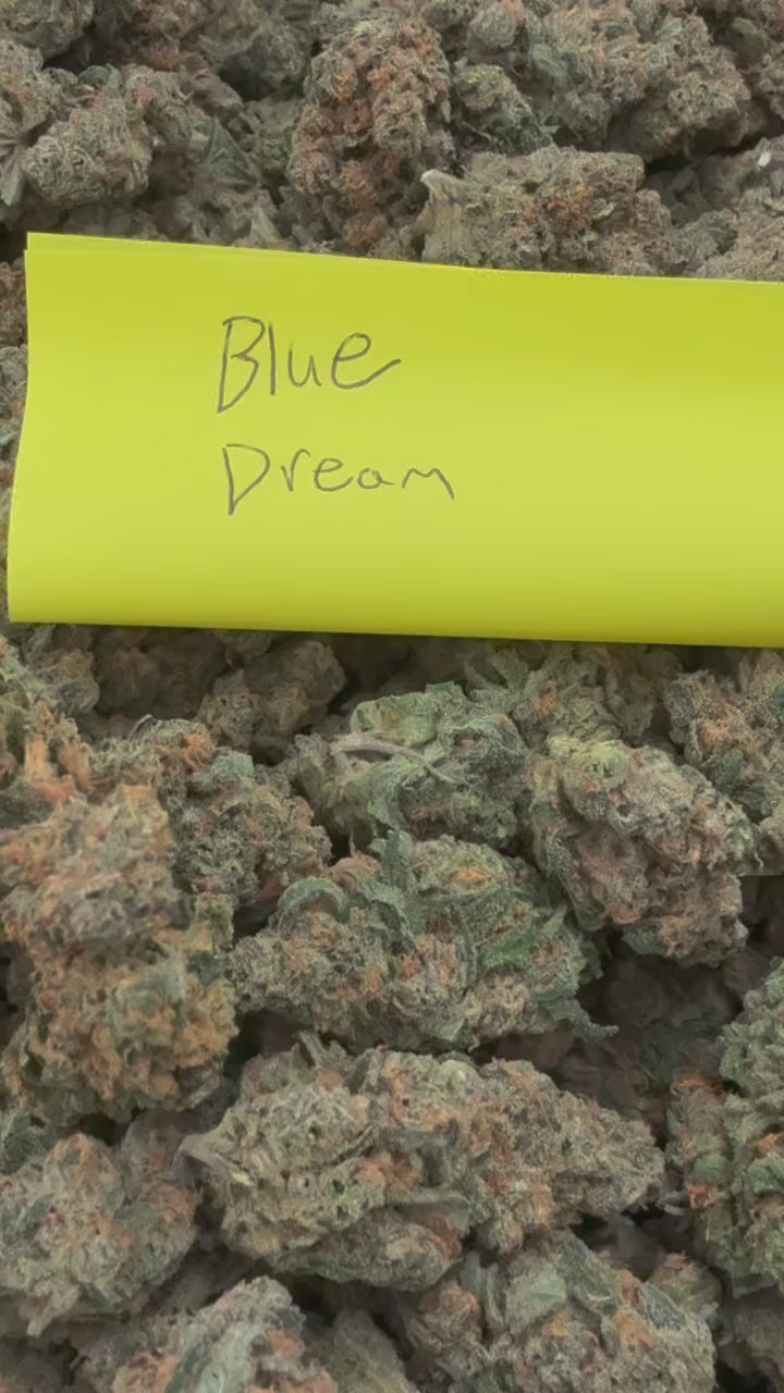 Blue Dream (Exotic)