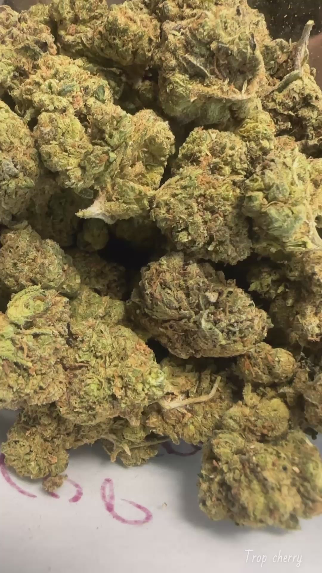 Trop Cherry (Exotic)