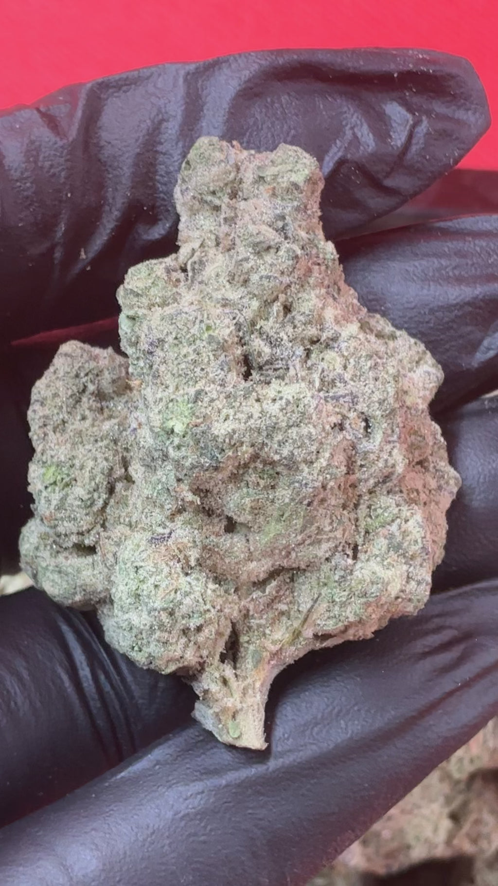 Sherbanger (Exotic+)