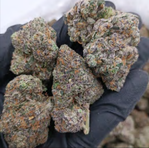 Rainbow Runtz (Exotic🔥)