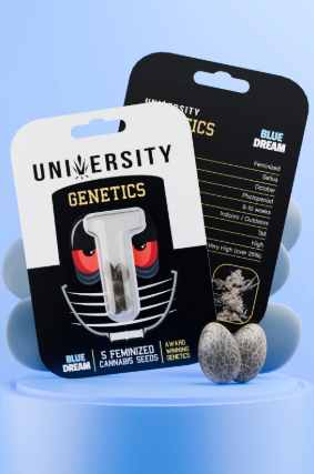 University Blue Dream – Feminized Cannabis Seeds