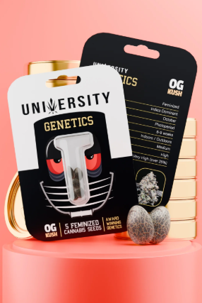 University OG Kush Feminized Cannabis Seeds