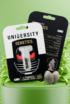 University GMO – Feminized Cannabis Seeds